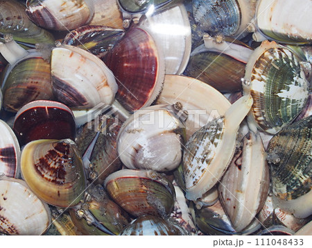 採集したした活け貝 111048433