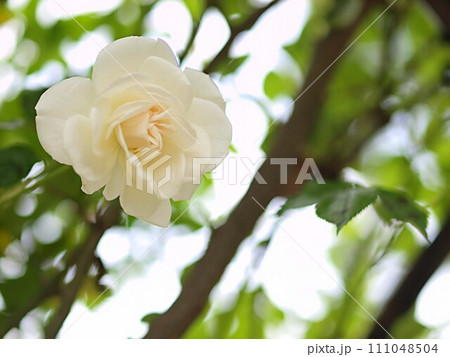 白いバラの花とコピースペース 111048504