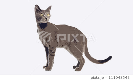 猫(ロシアンブルー) 猫(ロシアンブルー) 111048542