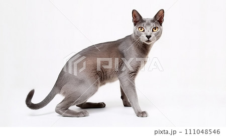 猫(ロシアンブルー) 猫(ロシアンブルー) 111048546