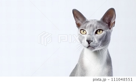 猫(ロシアンブルー) 111048551