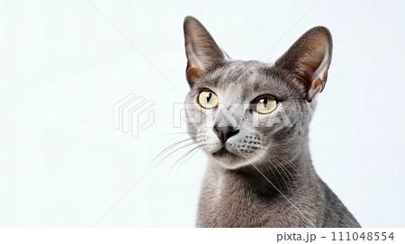 猫(ロシアンブルー) 111048554