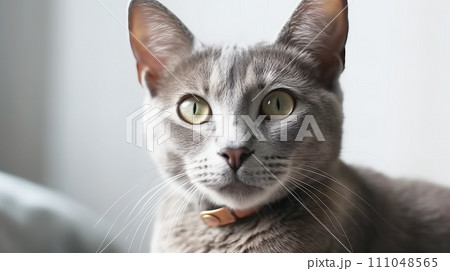 猫(ロシアンブルー) 猫(ロシアンブルー) 111048565