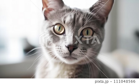 猫(ロシアンブルー) 猫(ロシアンブルー) 111048566