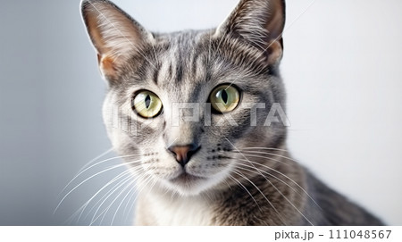 猫(ロシアンブルー) 猫(ロシアンブルー) 111048567