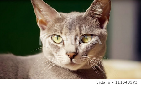 猫(ロシアンブルー) 猫(ロシアンブルー) 111048573