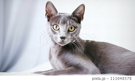 猫(ロシアンブルー) 猫(ロシアンブルー) 111048578