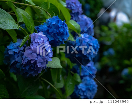 色鮮やかな青と紫の紫陽花 111048946