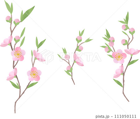 桃の花のイラスト 桃の花のイラスト 111050111