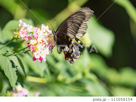 多摩動物公園の蝶々　クロアゲハ 111050154
