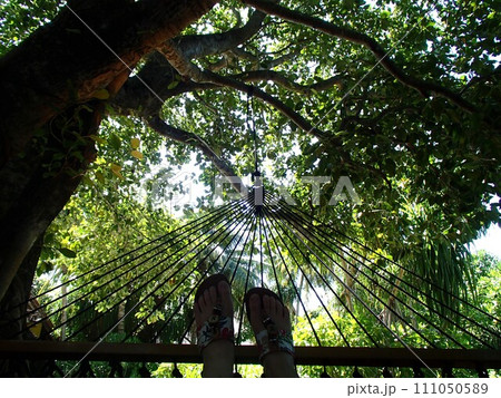 ハンモックから見上げた景色 111050589