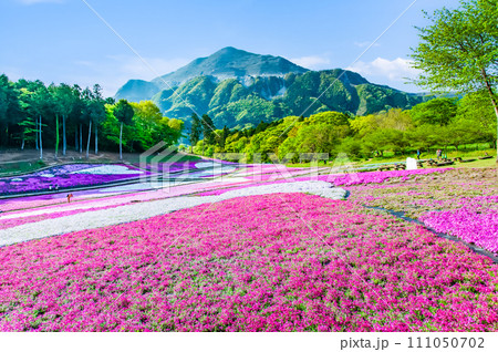 埼玉 羊山公園の芝桜の丘と武甲山 111050702