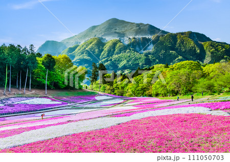 埼玉 羊山公園の芝桜の丘と武甲山 111050703