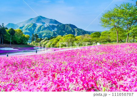 埼玉 羊山公園の芝桜の丘と武甲山 111050707