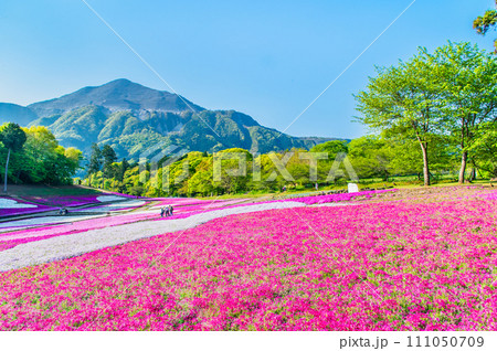 埼玉 羊山公園の芝桜の丘と武甲山 111050709