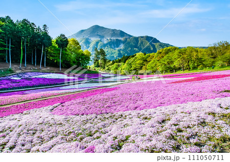 埼玉 羊山公園の芝桜の丘と武甲山 111050711
