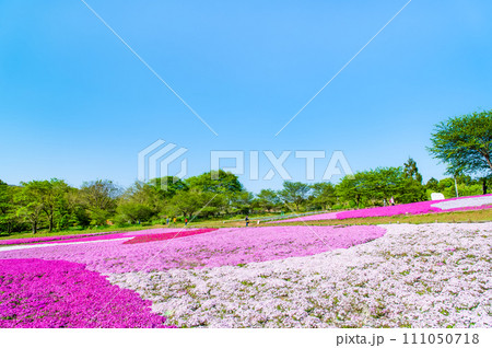 埼玉 羊山公園の芝桜の丘 111050718