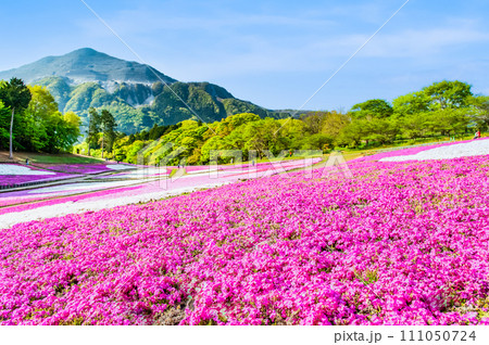 埼玉 羊山公園の芝桜の丘と武甲山 111050724
