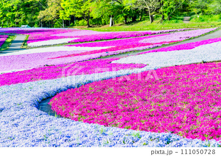埼玉 羊山公園の芝桜の丘 111050728