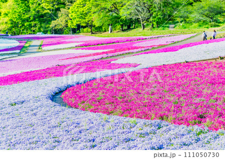 埼玉 羊山公園の芝桜の丘 111050730