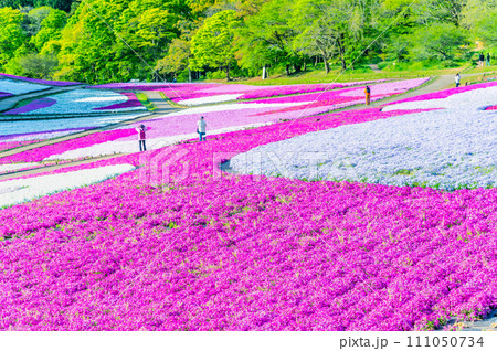 埼玉 羊山公園の芝桜の丘 111050734