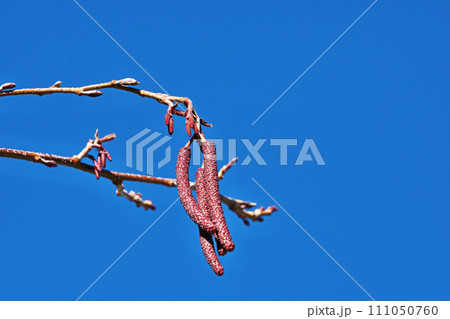 ヤマハンノキの花序（雄花、雌花）（冬、一月） 111050760