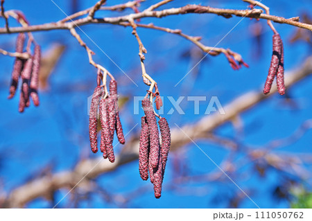 ヤマハンノキの花序(雄花、雌花)(冬、一月) ヤマハンノキの花序(雄花、雌花)(冬、一月) 111050762