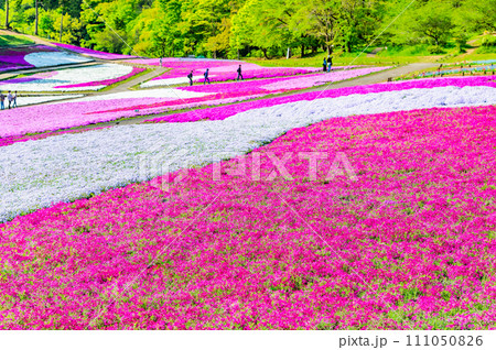 埼玉 羊山公園の芝桜の丘 埼玉 羊山公園の芝桜の丘 111050826