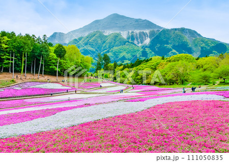 埼玉 羊山公園の芝桜の丘と武甲山 埼玉 羊山公園の芝桜の丘と武甲山 111050835