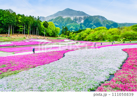 埼玉 羊山公園の芝桜の丘と武甲山 埼玉 羊山公園の芝桜の丘と武甲山 111050839