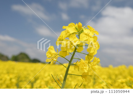 青空と菜の花畑に立つ1本のアップ 青空と菜の花畑に立つ1本のアップ 111050944
