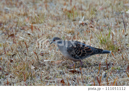 ハト科キジバトの採食行動 111051112