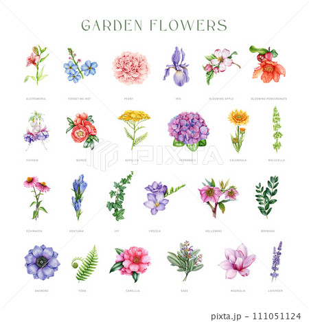 Garden flowers vintage style set. Watercolor illustration painted collection. Hand drawn different painted garden flowers. Various floral vintage style botanical element set. White background 111051124