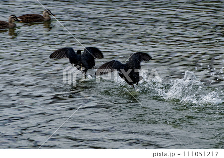 クイナ科オオバンの飛翔 111051217