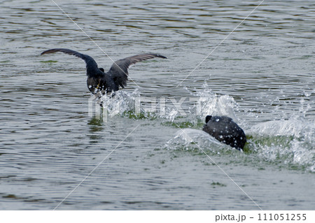 クイナ科オオバンの飛翔 クイナ科オオバンの飛翔 111051255