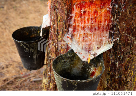 Cuts on pine trunk to collect resin 111051471