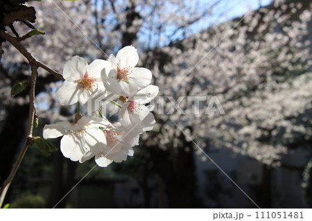 桜のある風景　【千葉県松戸市常盤平さくら通りにて】 111051481