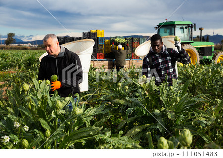 Men harvesting artichokes 111051483