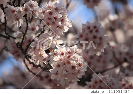 春の日差しを浴びる桜　【千葉県松戸市常盤平さくら通りにて】 111051484