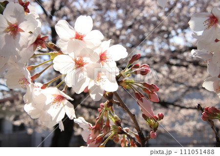 桜の花びら 【千葉県松戸市常盤平さくら通りにて】 桜の花びら 【千葉県松戸市常盤平さくら通りにて】 111051488