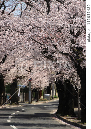 桜並木 【千葉県松戸市常盤平さくら通りにて】 桜並木 【千葉県松戸市常盤平さくら通りにて】 111051489