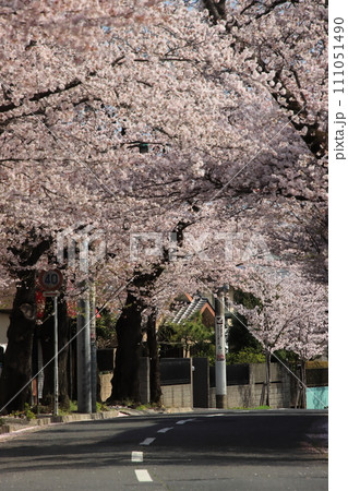 桜のトンネル　【千葉県松戸市常盤平さくら通りにて】 111051490