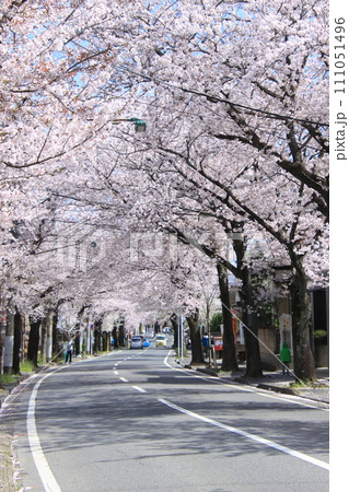 桜のある道路　【千葉県松戸市常盤平さくら通りにて】 111051496