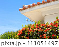 石垣島の青い空とサンダンカ 111051497
