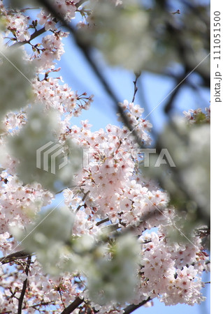 桜咲く　【千葉県松戸市常盤平さくら通りにて】 111051500