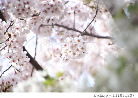 咲き誇る桜 【千葉県松戸市常盤平さくら通りにて】 咲き誇る桜 【千葉県松戸市常盤平さくら通りにて】 111051507