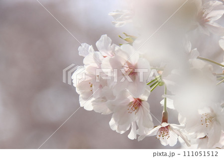 春の光を浴びる桜 【千葉県松戸市常盤平さくら通りにて】 春の光を浴びる桜 【千葉県松戸市常盤平さくら通りにて】 111051512