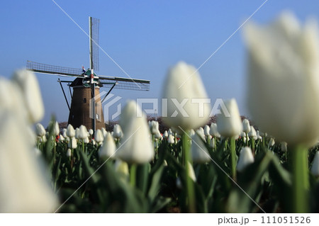 チューリップ畑とオランダ風車　【千葉県佐倉市佐倉ふるさと広場にて】 111051526