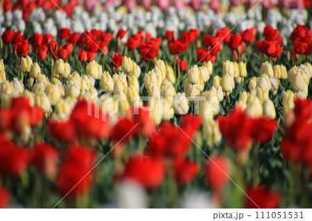 色とりどりのチューリップ　【千葉県佐倉市佐倉ふるさと広場にて】 111051531