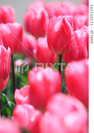 赤いチューリップ　【千葉県佐倉市佐倉ふるさと広場にて】 111051543
